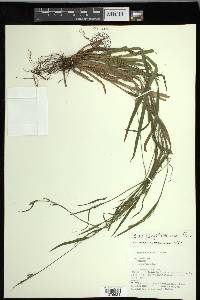 Carex leptonervia image