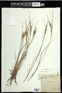 Carex lenticularis var. lenticularis image