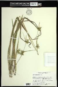 Carex lonchocarpa image