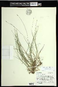 Carex leptalea subsp. leptalea image