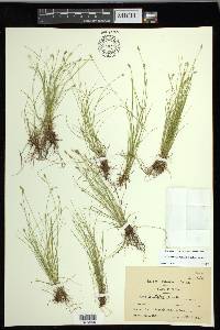 Carex leptalea subsp. leptalea image