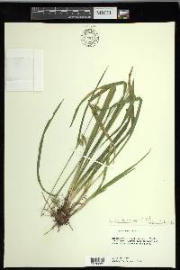 Carex lonchocarpa image