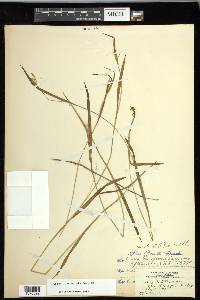 Carex leptonervia image