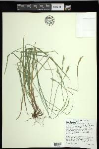 Carex leptopoda image