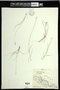 Carex loliacea image