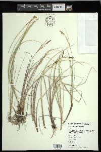 Carex livida image