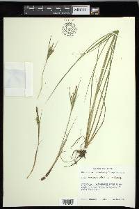 Carex lenticularis var. lenticularis image