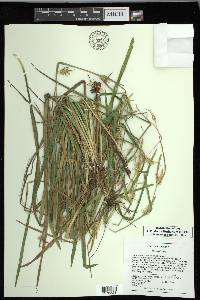 Carex lonchocarpa image