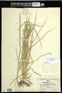 Carex leptopoda image