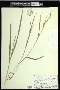 Carex leptonervia image