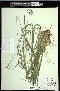 Carex lonchocarpa image