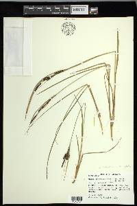 Carex lenticularis image