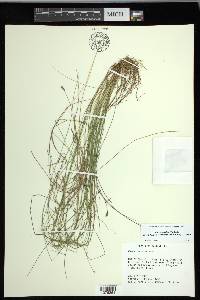 Carex leptalea subsp. harperi image