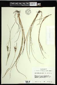 Carex lenticularis image