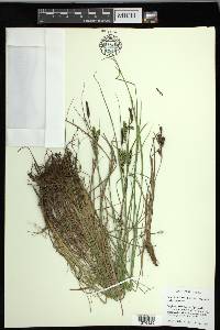 Carex lenticularis image