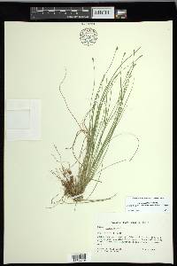 Carex leptalea subsp. harperi image