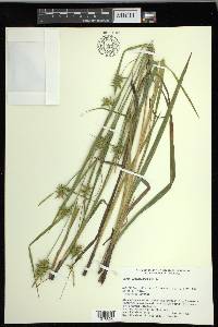 Carex lonchocarpa image