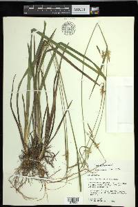 Carex lonchocarpa image