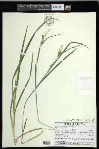 Carex lonchocarpa image