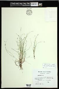 Carex leptalea subsp. leptalea image