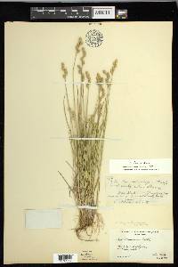 Carex longii image