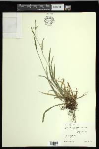 Carex leptonervia image