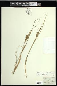 Carex lenticularis image