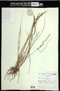 Carex lenticularis image