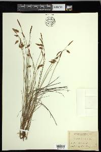 Carex limosa image