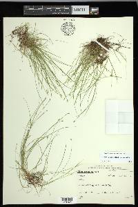 Carex leptalea subsp. leptalea image