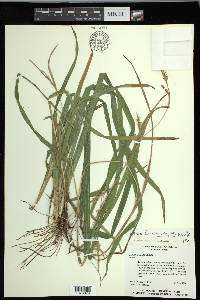 Carex lonchocarpa image