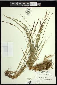 Carex kelloggii image