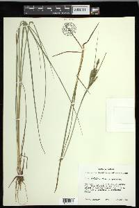 Carex lenticularis var. lenticularis image