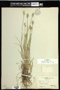 Carex longii image