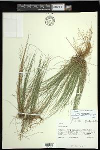 Carex leptalea subsp. harperi image