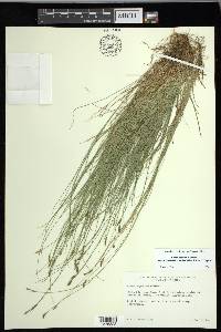 Carex leptalea subsp. harperi image