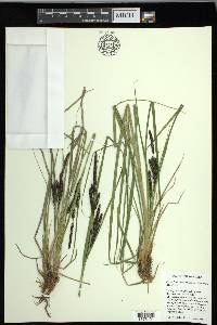 Carex lenticularis image