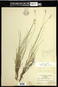 Carex longii image