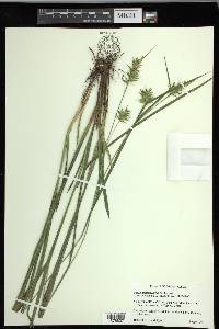 Carex lonchocarpa image