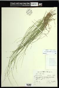 Carex leptalea subsp. leptalea image