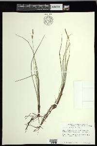 Carex livida image