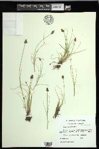 Carex leporinella image