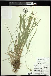 Carex leptopoda image