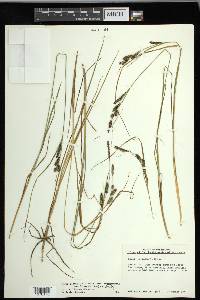 Carex kelloggii image