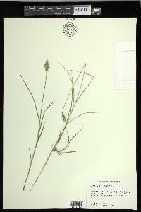 Carex longii image