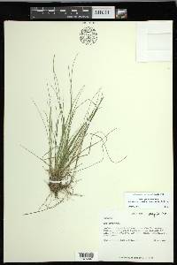 Carex leptalea subsp. harperi image