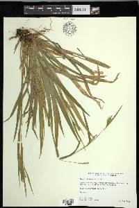 Carex leptonervia image