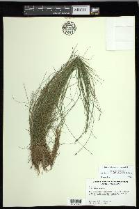 Carex leptalea subsp. harperi image