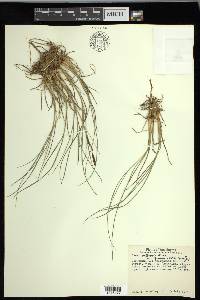 Carex kelloggii image