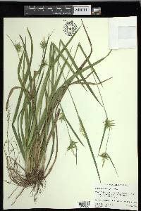 Carex lonchocarpa image